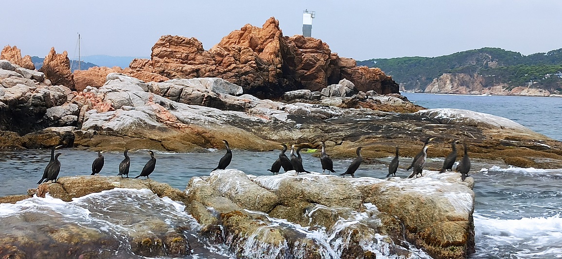 5. Els farers de lilla